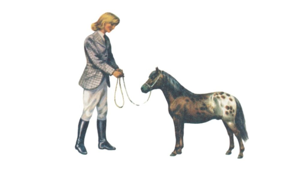 Falabella pony breed