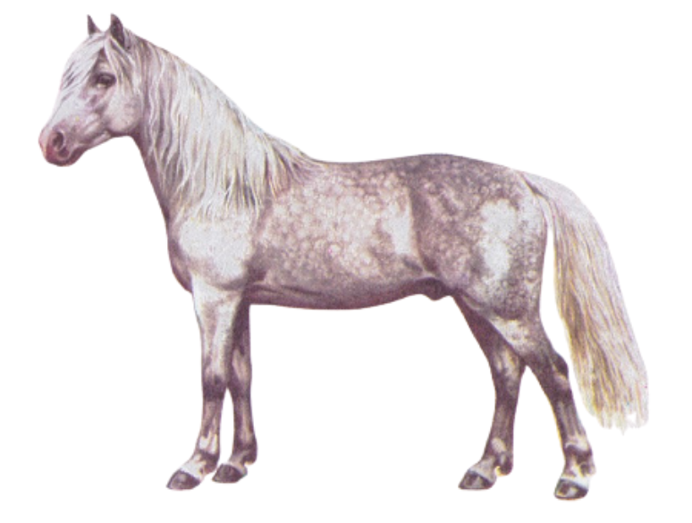 Welsh Mountain Pony (Section A)