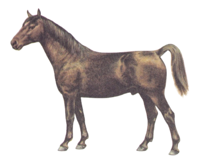 Groningen warmblood horse breed stance and appearance