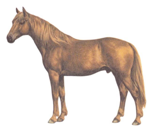 Salerno horse and their physical appearance