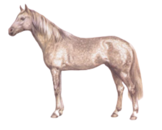 Darashouri horse physique