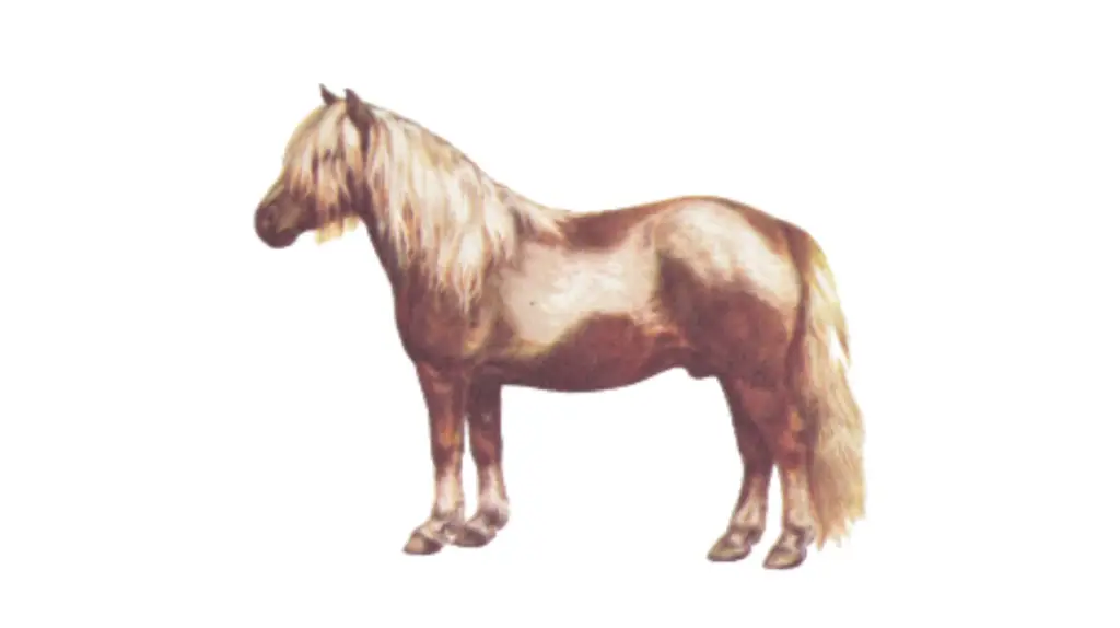 Shetland Pony Breed