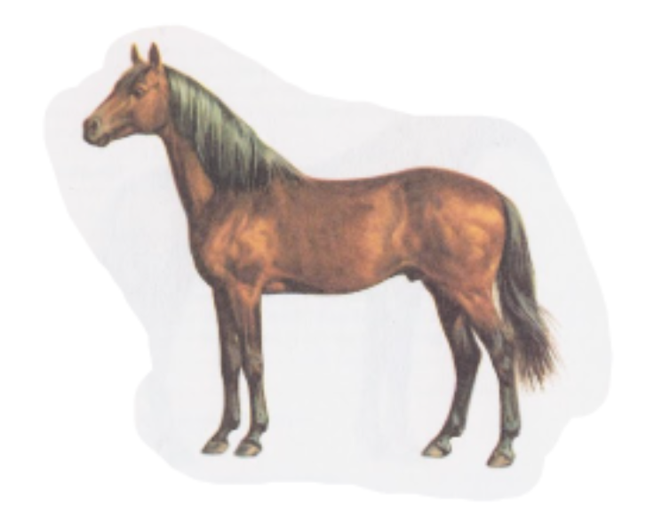 Tchenaran horse