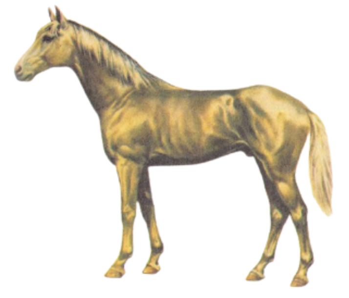 Iomud Horse and their Physique