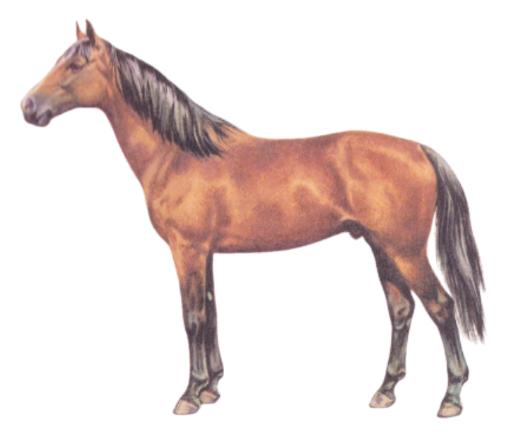 Physique of Warmblood Don Horse Breed