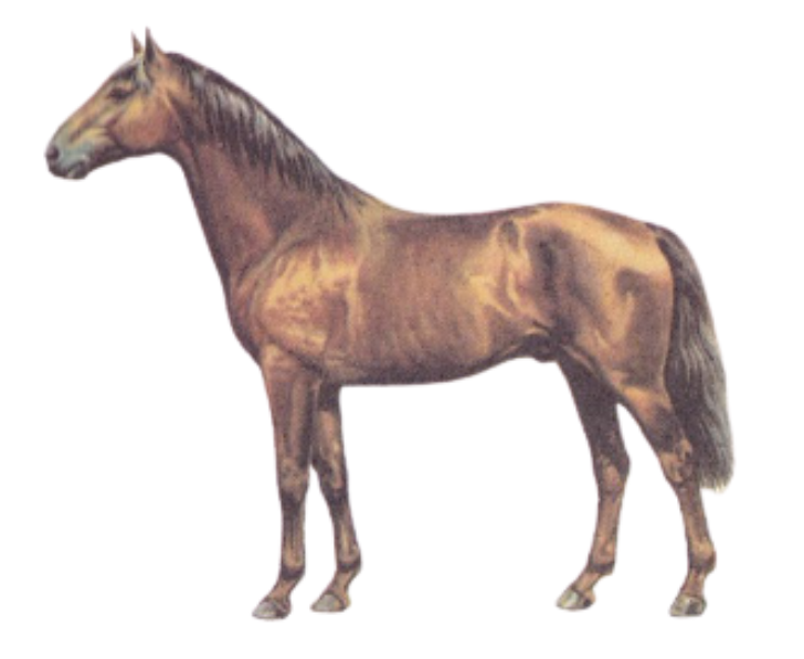 Budyonny Warmblood Horse Physique
