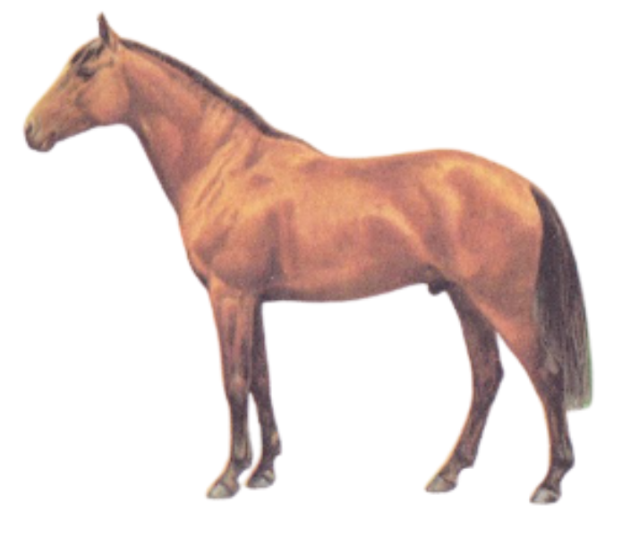 Karabakh Warmblood Horse Physique