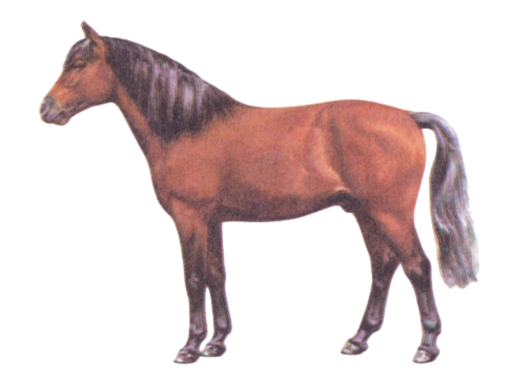 Welsh Mountain Pony (Section B)