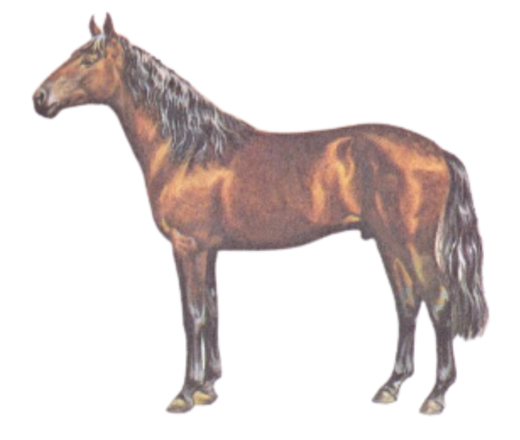 Kabardin Warmblood Horse Breed Physique