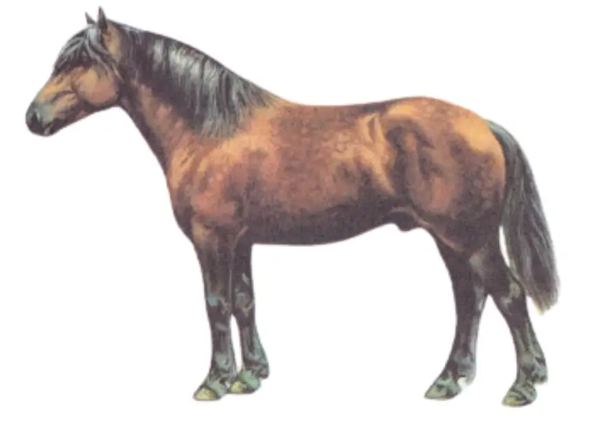 Physique of the Latvian Harness Horse