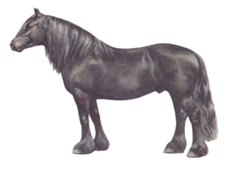 The Physique of the Dole-Gudbrandsdal Warmblood Horse