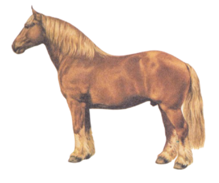 Jutland Cold Blooded Horse Breed Physique