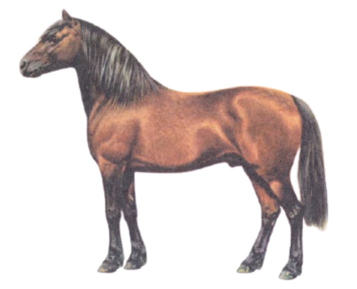 Welsh Cob (Welsh Pony Section D)