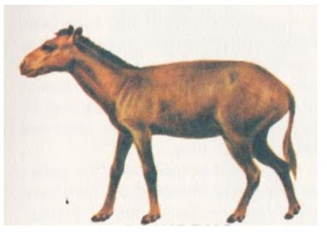 Mesohippus Orohippus and Epihippus - the next link in the horse evolution