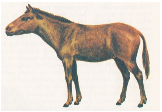 Merychippus Parahippus Miohippus | Early Horse Ancestors