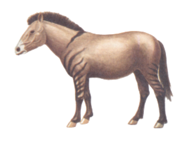 The Steppe Horse Type Physique and Appearance