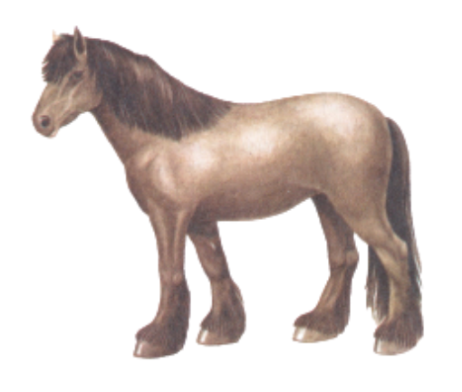 The Forest Type of an early Horse