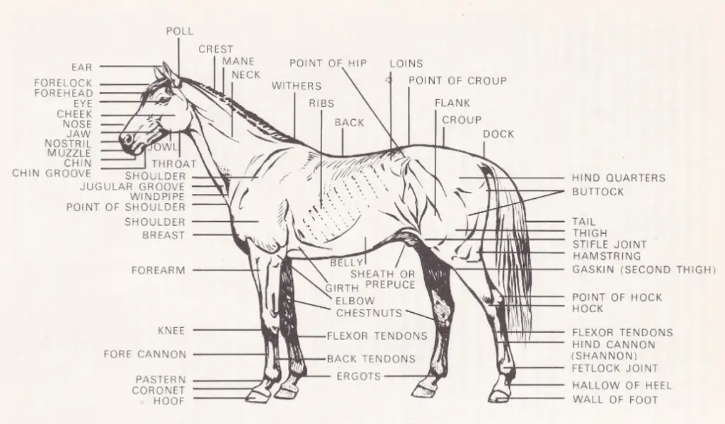 Points of the Horse - full overview