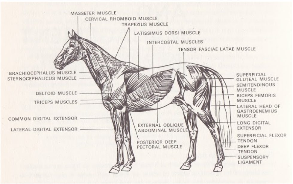 Muscles of the Horse - complete overview