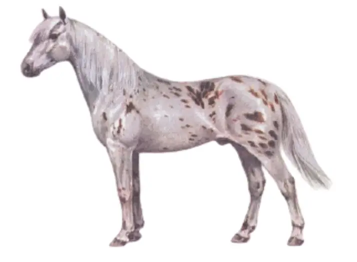 Pony of the Americas (miniature Appaloosa horse breed)