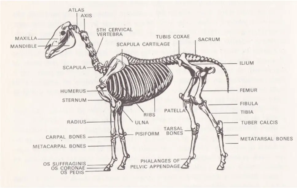 Overview of a Horse Skeleton parts