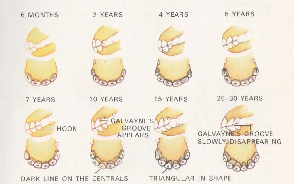 6 permanent incisors of the horse are the basis for assessing the horse age