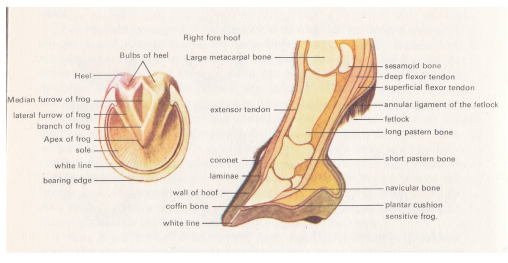 Overview of Horse Feet and Hooves