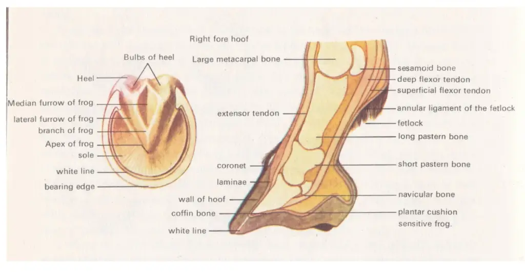 Overview of Horse Feet and Hooves