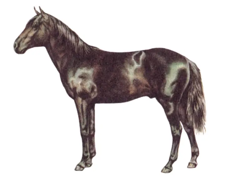Galiceno pony breed