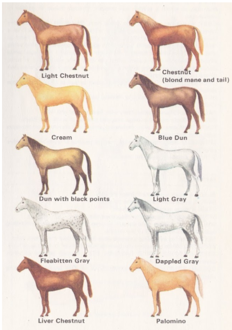  Most common horse colors - part 2