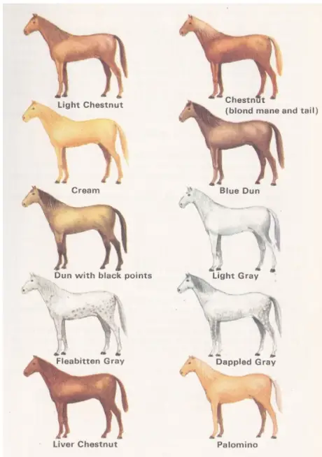 Master Equine Terminology with this Comprehensive Dictionary: Colors ...