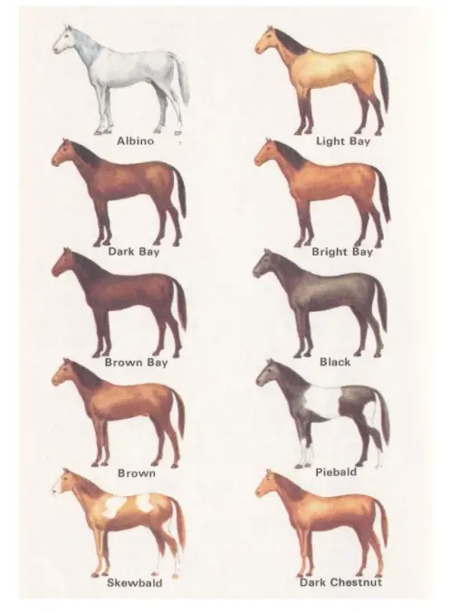Most common horse colors - part 1