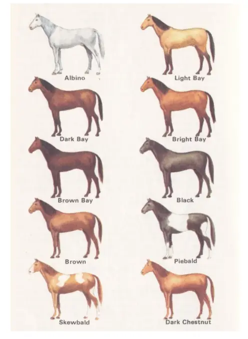 Master Equine Terminology with this Comprehensive Dictionary: Colors ...