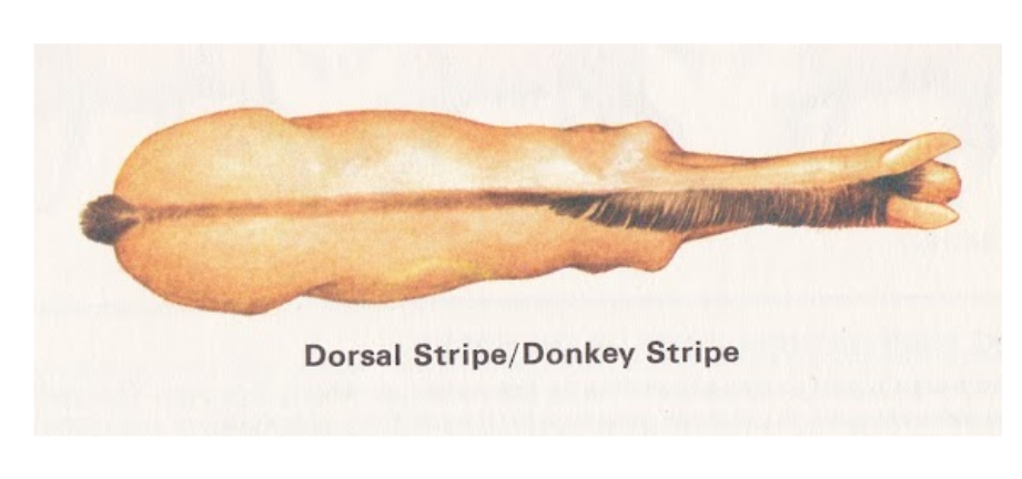 Dorsal stripe on a horse also known as Donkey stripe