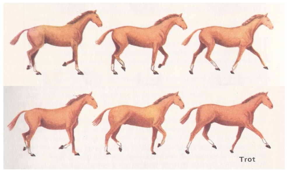Trot Horse Gait Type | 2-Beat