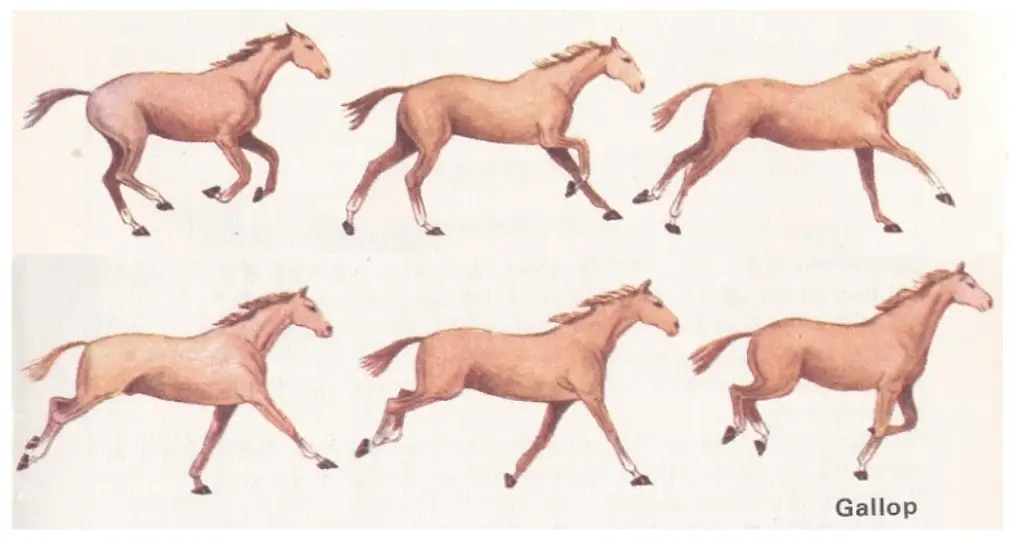 Gallop Horse Gait Type | 4-Beat 