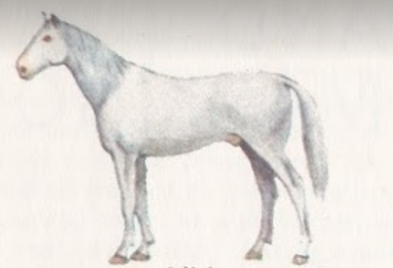 albino horse colour