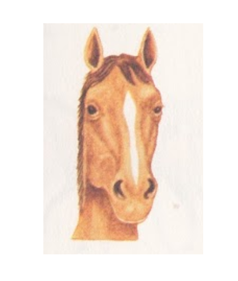 Stripe Horse marking on a Head