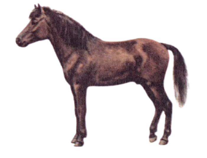 Java Pony Breed