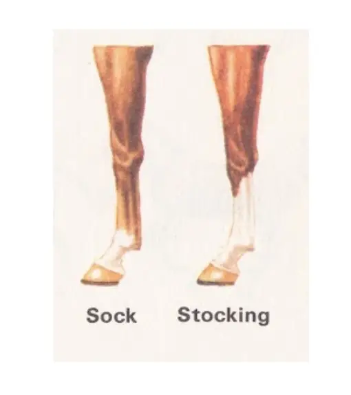 Sock and Stocking Leg Markings of a Horse