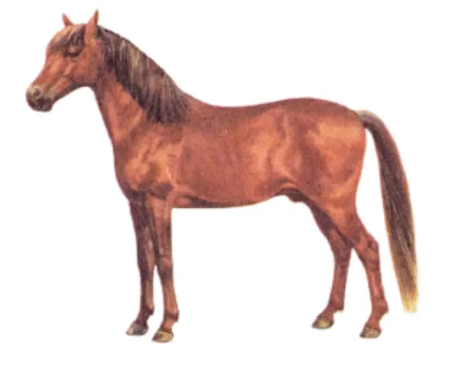 Batak Pony Breed