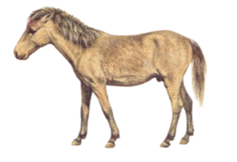 Sumba pony breed