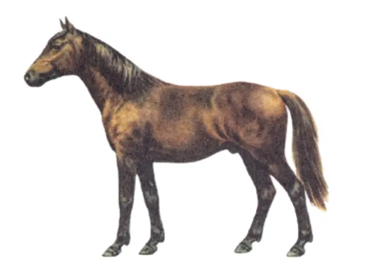 Manipur Pony Breed