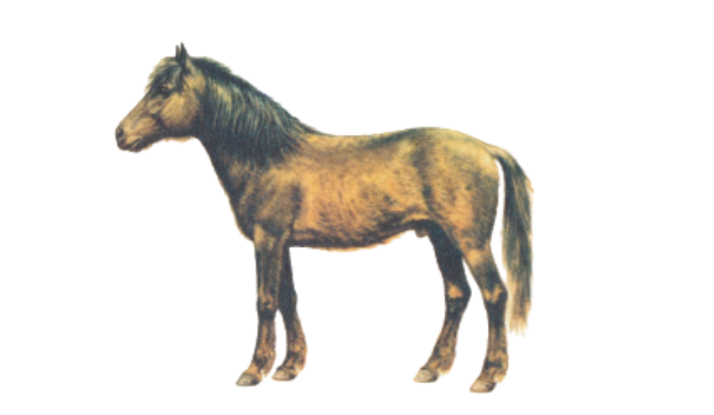 Skyros Pony Breed from Greece