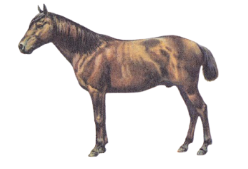 Burma Pony Breed