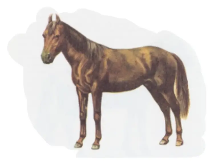 Kathiawari Pony Breed