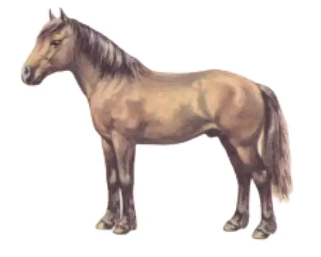 Spiti Pony Breed