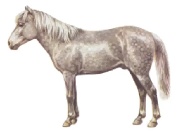 Tibetan (Nanfan) Pony Breed