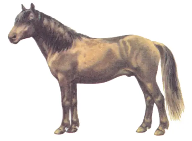 Mongolian Pony Breed
