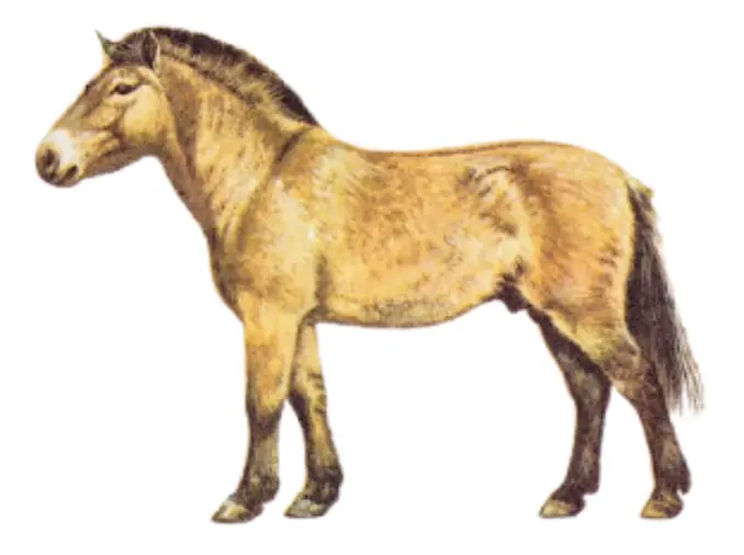 Asiatic Mongolian Wild Horse